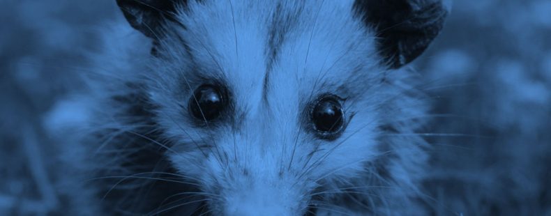 close-up of an opossum, blue filter