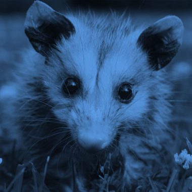 close-up of an opossum, blue filter