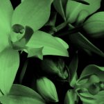 a bunch of orchids, in green filter.