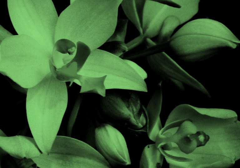 a bunch of orchids, in green filter.