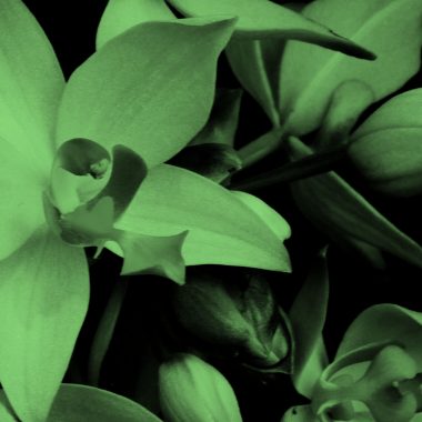 a bunch of orchids, in green filter.