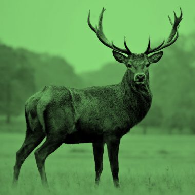 Photo of an adult stag in a field with forest in the background, green filter.