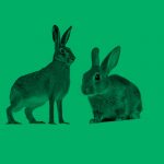 photo of a hare (on the left) and a rabbit (on the right)