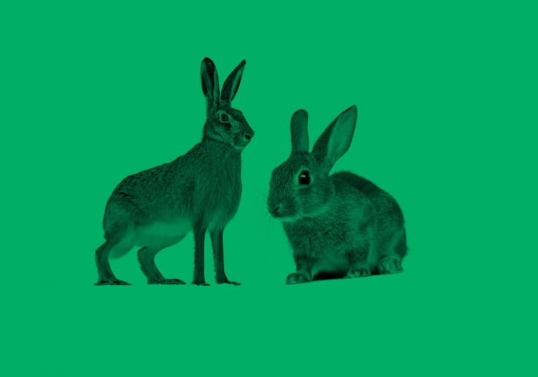 photo of a hare (on the left) and a rabbit (on the right)
