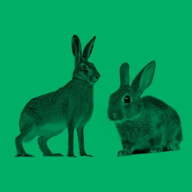 photo of a hare (on the left) and a rabbit (on the right)