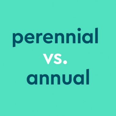 dark teal text on light teal background: "perennial vs. annual" ["vs." in white font]