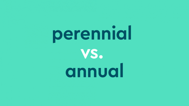 dark teal text on light teal background: "perennial vs. annual" ["vs." in white font]