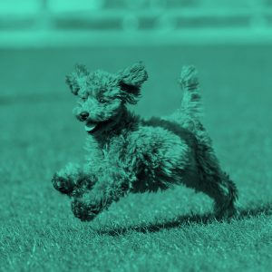 filtered image of a small dog running across grass