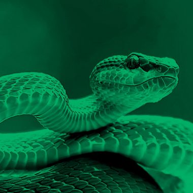 image of a venomous snake, in a green filter.