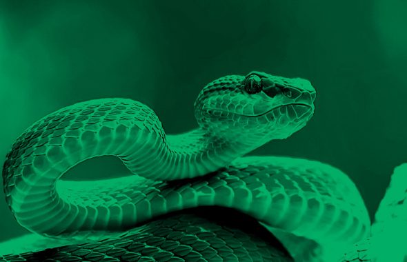 image of a venomous snake, in a green filter.