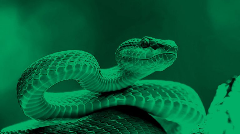 image of a venomous snake, in a green filter.
