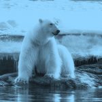 polar bear on melting ice, blue filter.