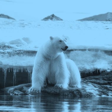 polar bear on melting ice, blue filter.