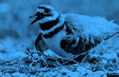 image of killdeer bird in its nest with eggs, in a blue filter.