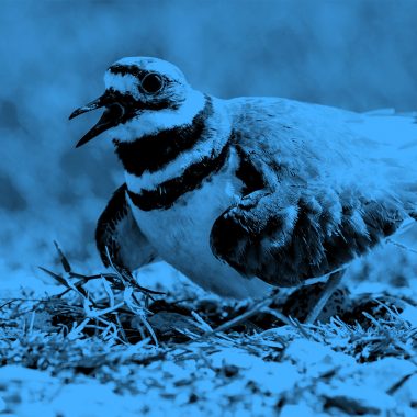 image of killdeer bird in its nest with eggs, in a blue filter.