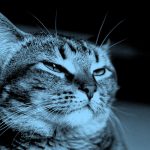 image of unimpressed cat