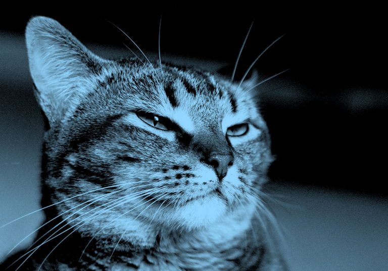 image of unimpressed cat