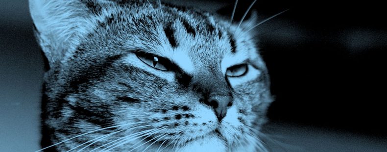 image of unimpressed cat