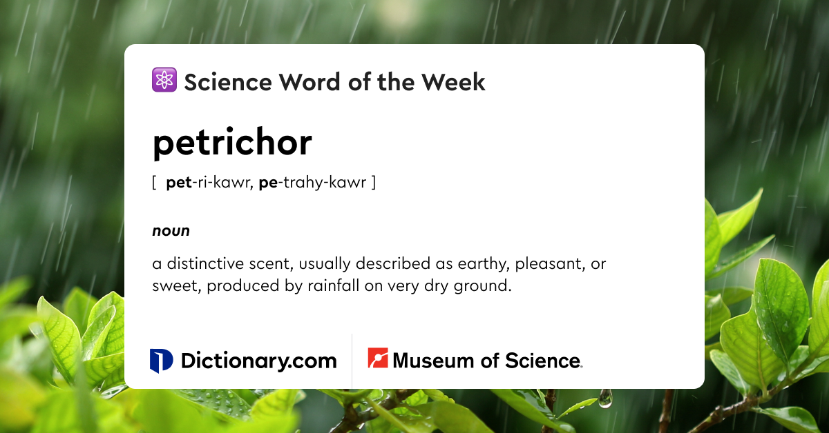 Word of the Day - petrichor | Dictionary.com
