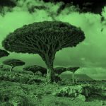 Dragon trees; green filter