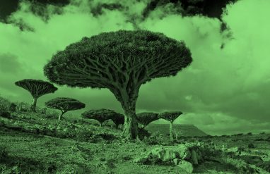 Dragon trees; green filter