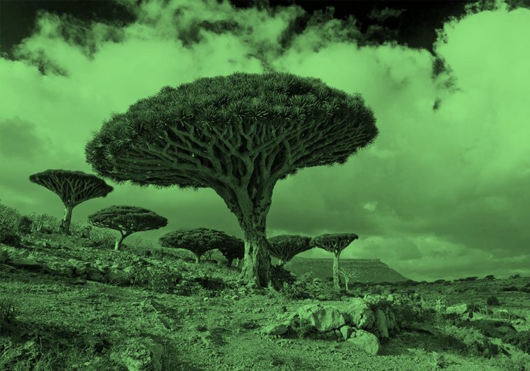 Dragon trees; green filter