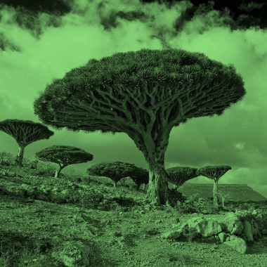 Dragon trees; green filter