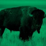 bison; green filter