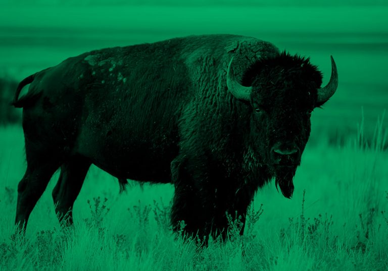 bison; green filter
