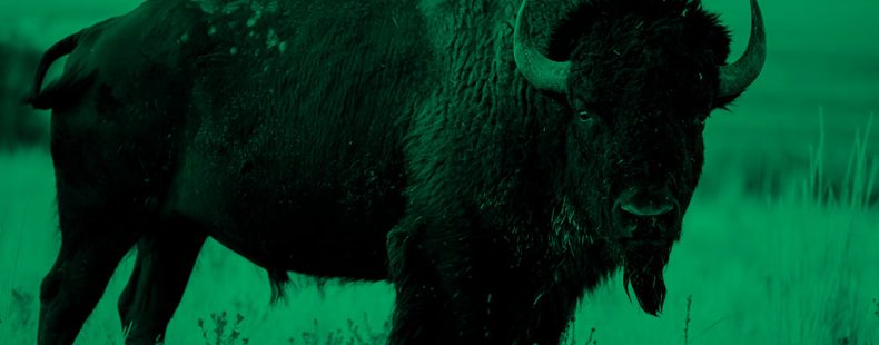 bison; green filter