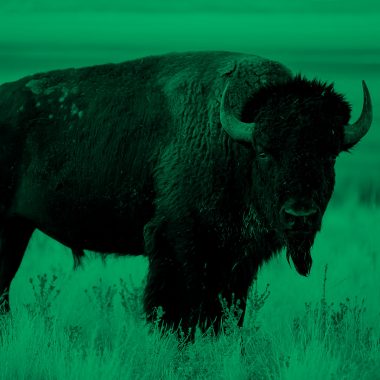 bison; green filter