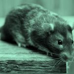 mouse or rat; aqua filter