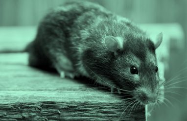 mouse or rat; aqua filter