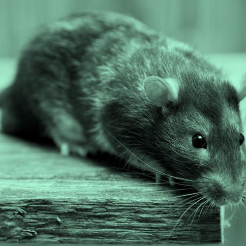 Rat Vs. Mouse: Is There A Difference Between Mice And Rats?