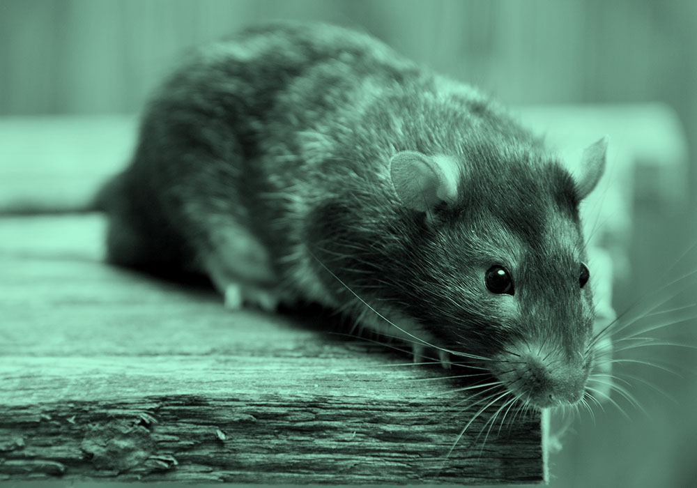 Rat Vs. Mouse: Is There A Difference Between Mice & Rats?