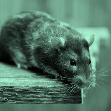 mouse or rat; aqua filter