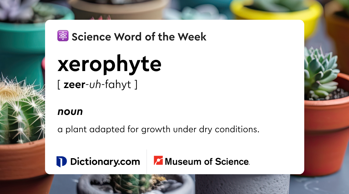 Word of the Day xerophyte