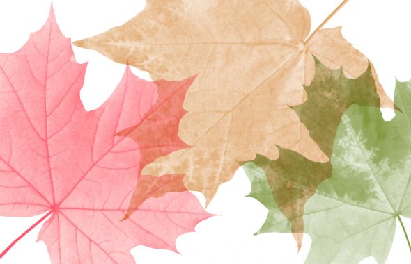 Actor Jared Crossword