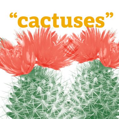 cactuses