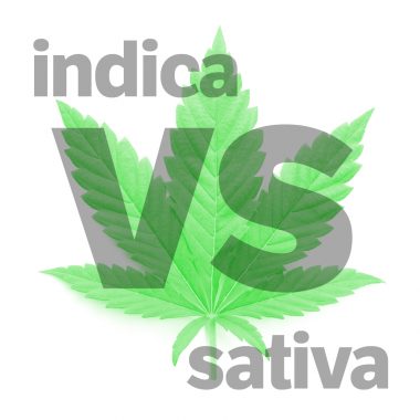 gray text indica vs sativa on marijuana leaf