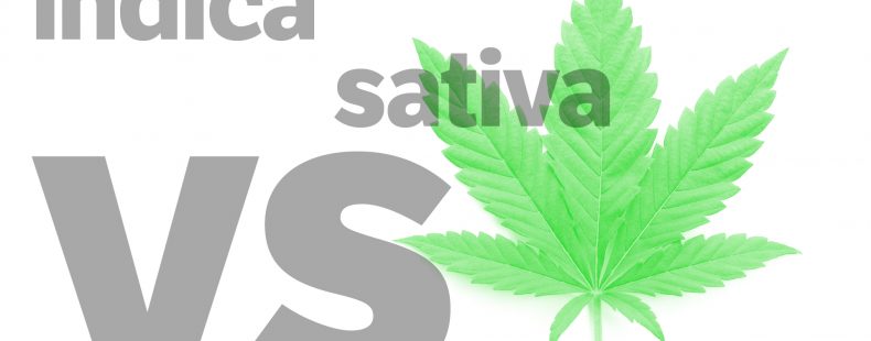 gray text indica vs sativa on marijuana leaf