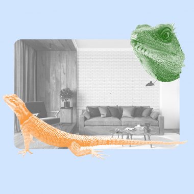lounge of lizards