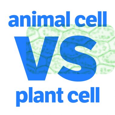 plant cell vs animal cell