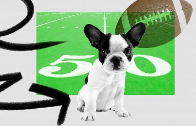 puppy football
