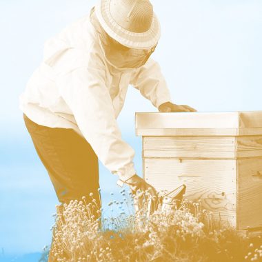 beekeeping