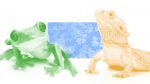 Amphibians and reptiles
