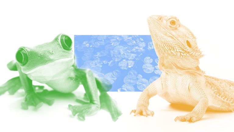 Amphibians and reptiles