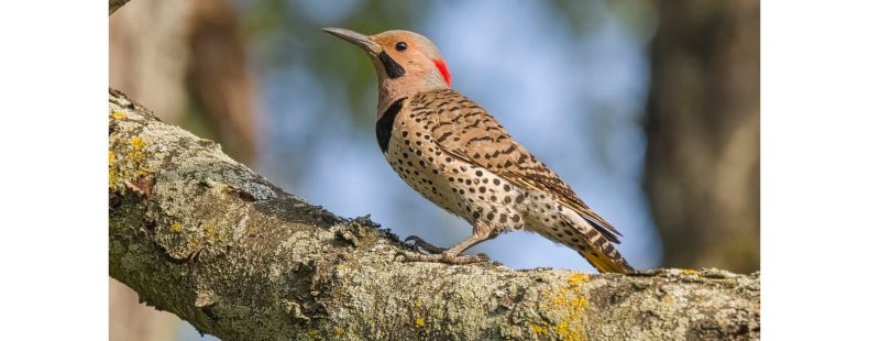 13_birds_200_border